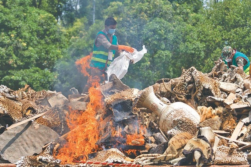 Image accompanying Over 4,000 valuable animal parts burned to ashes