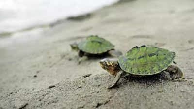 Image accompanying DRI rescued 351 baby Indian tent turtles being smuggled in Odisha