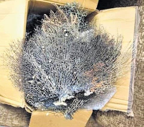 Image accompanying Marine wildlife articles seized from gems store in Bhubaneswar