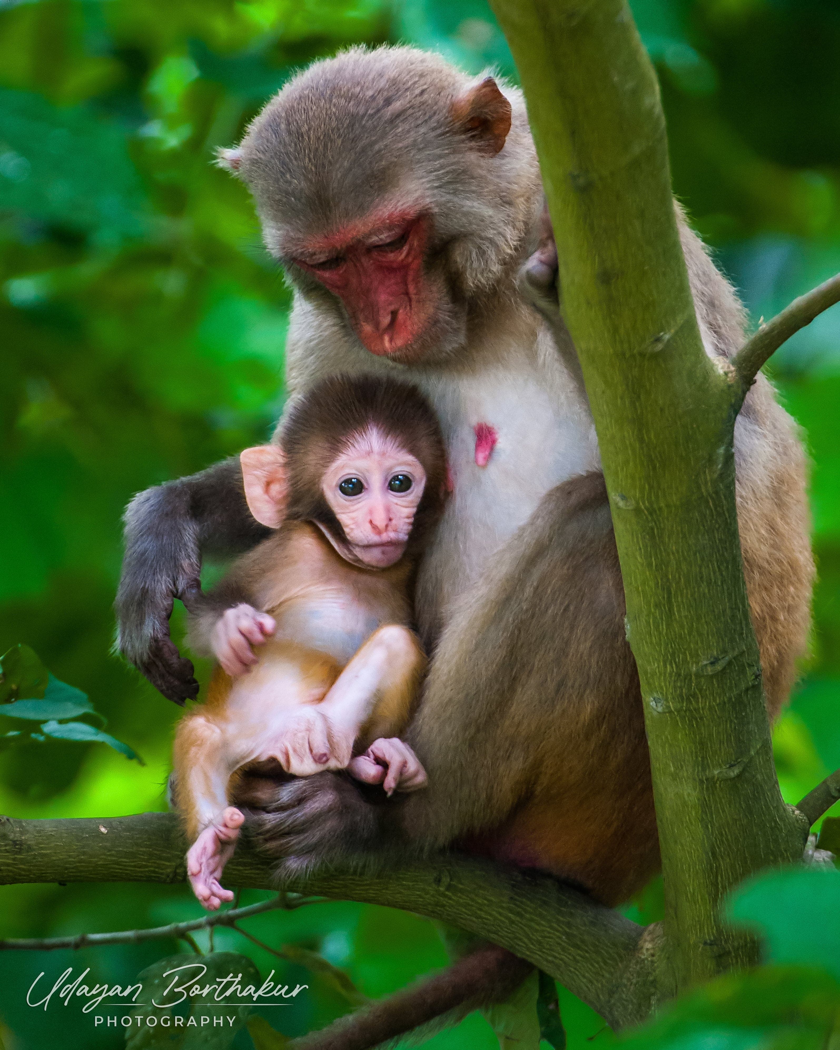 Wildlife conservation in the SAWEN region
