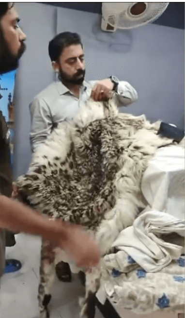 Image accompanying Man Arrested In Lahore For Selling Skin of Endangered Snow Leopard