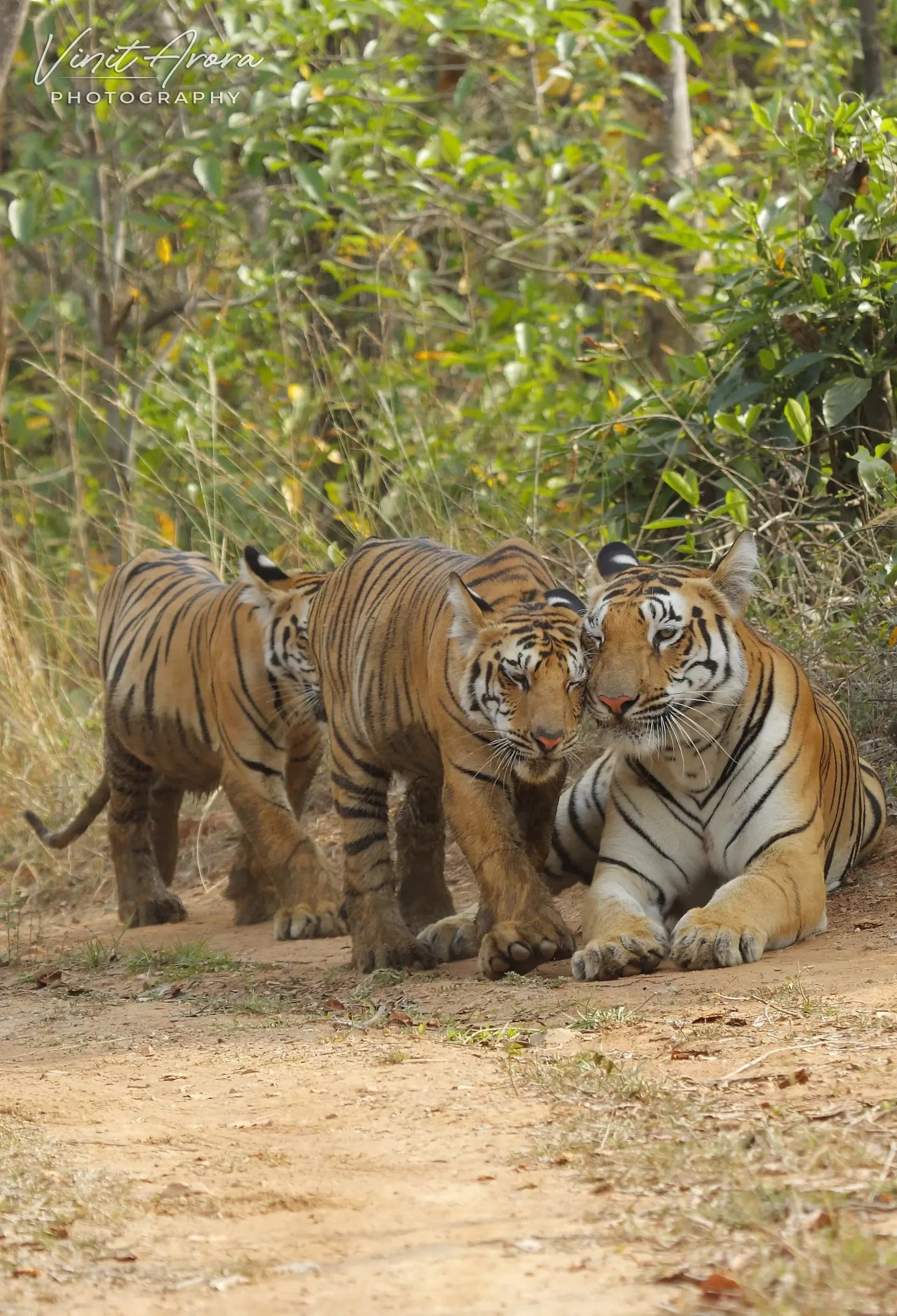 TIGER