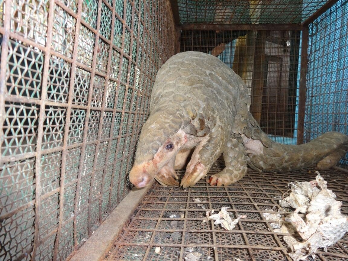 Image accompanying One Arrested With Live Pangolin & Pangolin Scales