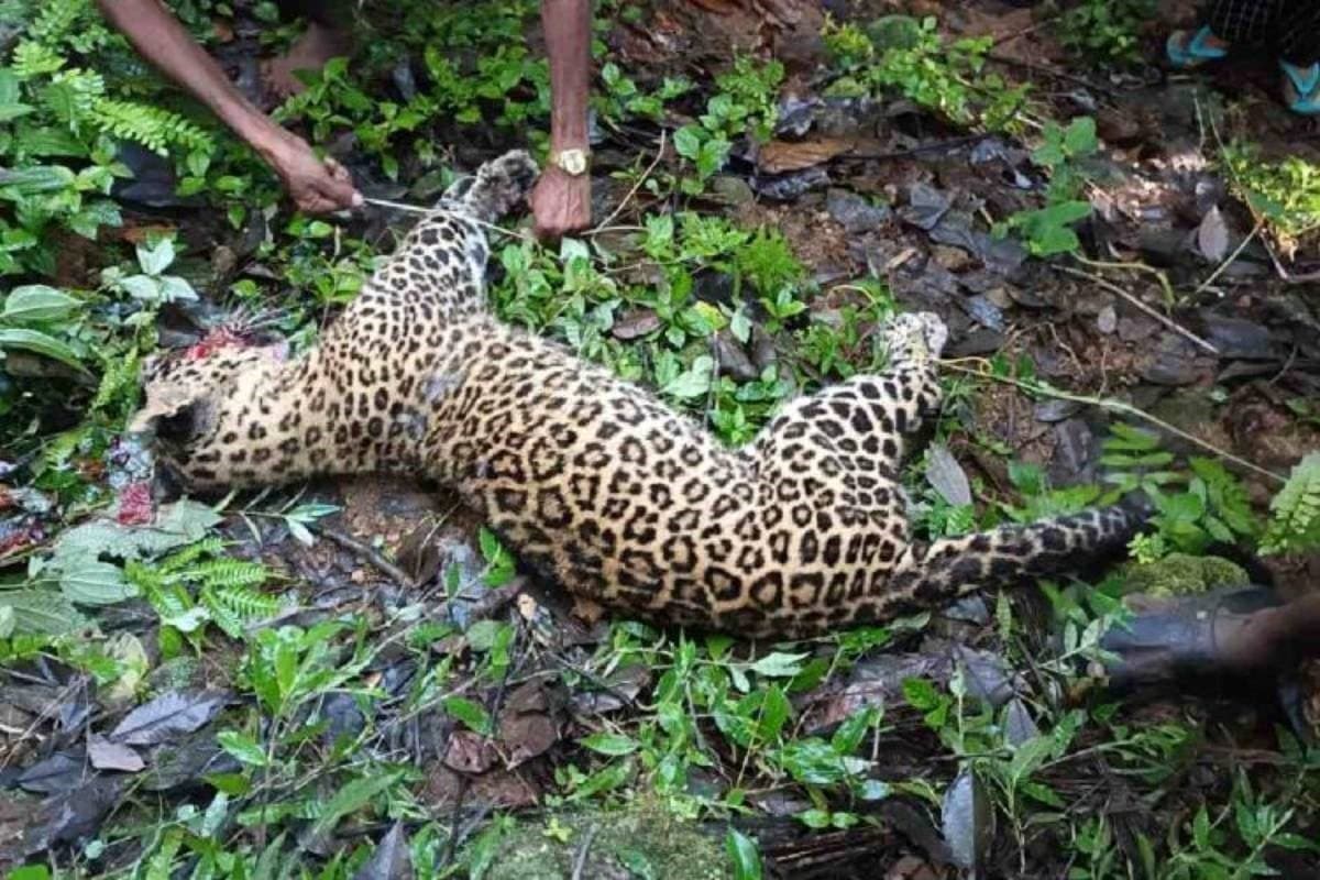 Image accompanying Two Female Leopards Brutally Killed By Poacjers In Udhampur