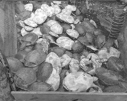 Image accompanying 376 turtles seized in Chitrakonda, three held