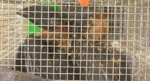 Image accompanying 52 Indonesian wildlife species rescued near Assam-Mizoram border, 2 held