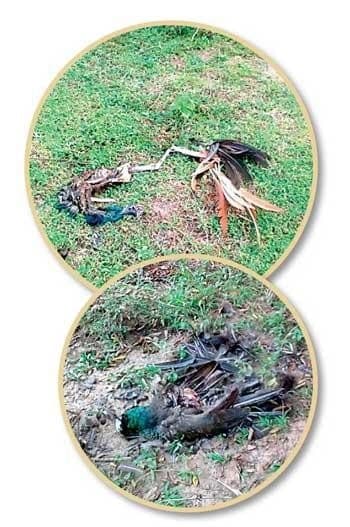 Image accompanying Man arrested for killing wild birds with poisoned food