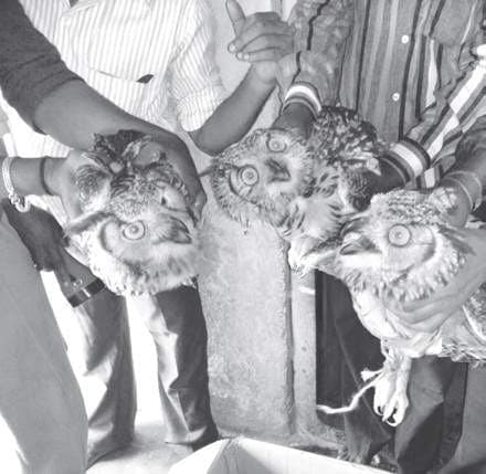 Image accompanying Forest police bust illegal owl trade in Karnataka's Belagavi