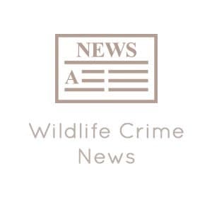 Image accompanying Poachers caught on camera, held