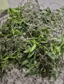 Image accompanying Man arrested for stealing protected orchids in Aizawl