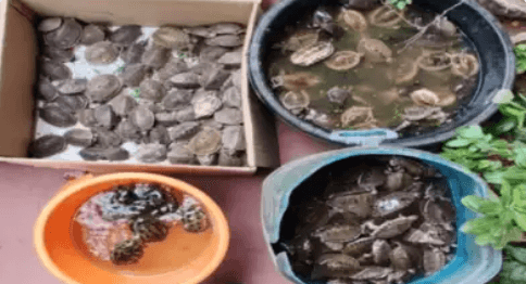 Image accompanying DRI Rescues 396 Turtles And Arrested Two Persons