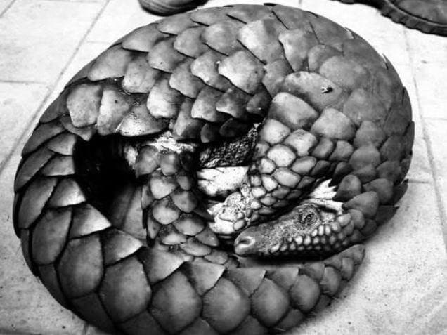 Image accompanying Six persons arrested with anteater