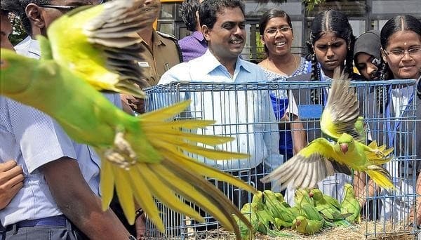 Image accompanying 75 parakeets rescued