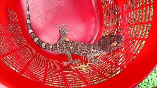Image accompanying Naharlagun Police Arrests Four for Attempting to Peddle Heroin and Sell Endangered Geckos