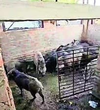 Image accompanying Poachers caught with 22 live wild boars in Mohali