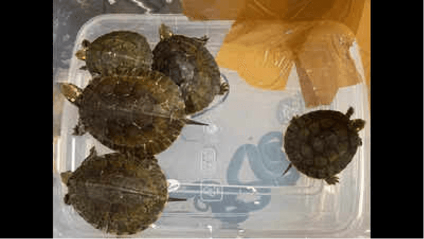 Image accompanying Flyer from Bangkok caught with rare reptiles in baggage