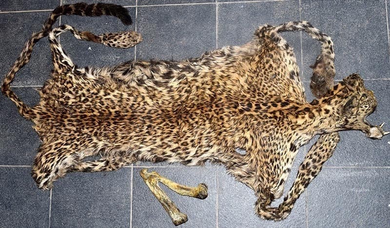 Image accompanying Kalikot man held with leopard skin, bone from Gongabu guesthouse