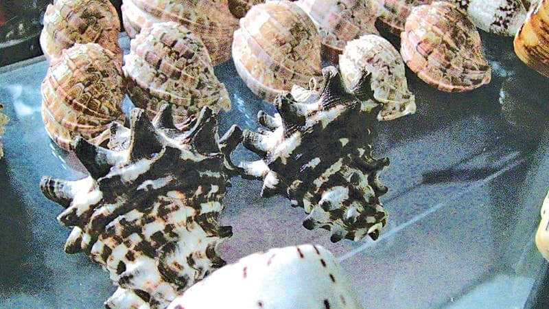 Image accompanying Illegal aqua-life seller arrested