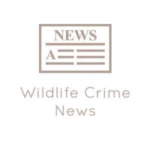 Image accompanying Four arrested for trading in Tiger Skins