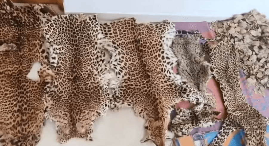 Image accompanying Inter-state wildlife smuggling racket busted in Odisha, 7 held
