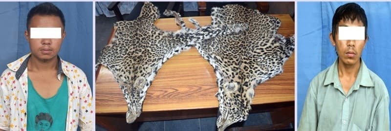 Image accompanying 2 arrested for smuggling leopard hides in Capital