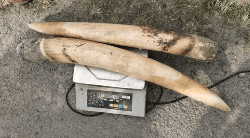 Image accompanying Assam STF seizes 15.2kg elephant tusks near Arunachal border; poacher on the run
