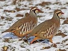 Image accompanying Forest officials seize 150 partridges