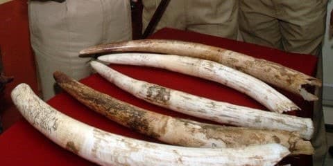 Image accompanying 19 enthusiasts give up wildlife articles, as 90-day window opens