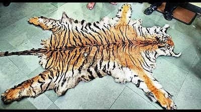 Image accompanying Customs cracks tiger poaching case, 6 arrested for selling skin