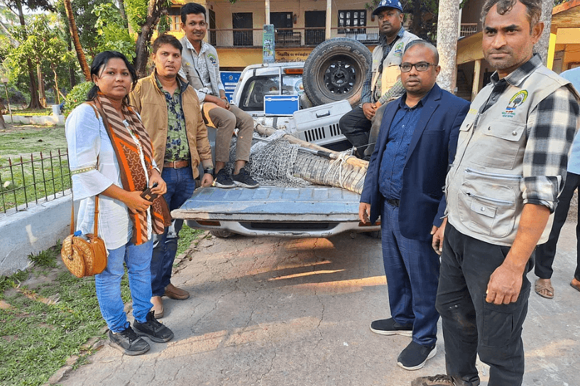 Image accompanying Crocodile trapped in Noakhali pond for 35 years rescued