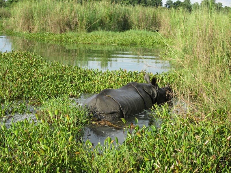 Image accompanying Chitwan National Park completes 2 yrs of zero rhino poaching
